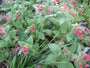 Bio Lungenkraut - Pulmonaria rubra Bio Lungenkraut - Pulmonaria rubra