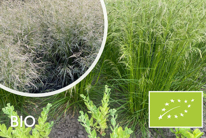 Bio-Rohr-Stint - Deschampsia caespitosa (einheimisch)