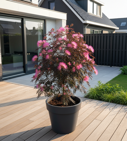Perzische slaapboom (Bruin) - Albizia julibrissin Summer Chocolate in pot op beschut terras - sfeerbeeld na enkele jaren
