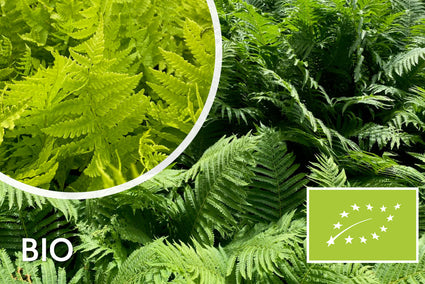 Bio-Straußenfarn - Matteuccia struthiopteris (einheimisch)
