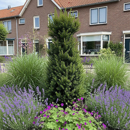 Taxus - Taxus media 'Hicksii'