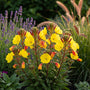 Nachtkerze - Oenothera fruticosa 'Fyrverkeri' Nachtkerze - Oenothera fruticosa 'Fyrverkeri'