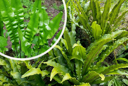 Hirschzungenfarn (Wintergrün) - Asplenium Scolopendrium