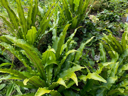 Hirschzungenfarn (Wintergrün) - Asplenium Scolopendrium