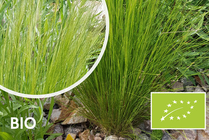 Biologisches Mexikanisches Federgras - Stipa tenuissima 'Ponytails'