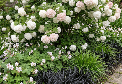 Schneeball (ohne Beeren) - Viburnum opulus 'Roseum'