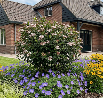 Viburnum tinus 'Eve Price' als struikvorm 1,5 meter hoog in border met daar onder Ooievaarsbek geranium rozanne, rudbeckia little star en Zegge carex ice dance