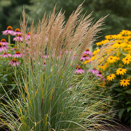 Fingergras - Panicum virgatum