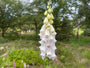 Fingerhut - Digitalis purpurea 'Alba' Fingerhut - Digitalis purpurea 'Alba'