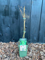 foto winterbeeld bio druif jonge plant foto winterbeeld bio druif jonge plant