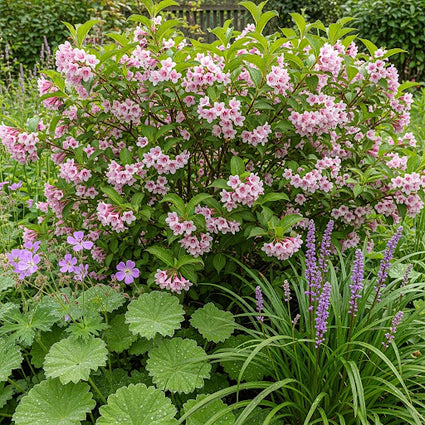 Weigelia - Weigela rosea
