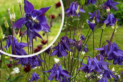 Wilde Akelei (Höhe 70 cm) - Aquilegia vulgaris