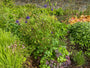Wilde Akelei (Höhe 70 cm) - Aquilegia vulgaris Wilde Akelei (Höhe 70 cm) - Aquilegia vulgaris