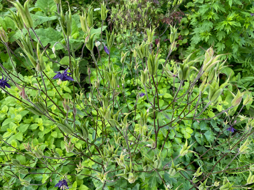 Wilde Akelei (Höhe 70 cm) - Aquilegia vulgaris Wilde Akelei (Höhe 70 cm) - Aquilegia vulgaris