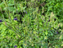 Wilde Akelei (Höhe 70 cm) - Aquilegia vulgaris Wilde Akelei (Höhe 70 cm) - Aquilegia vulgaris