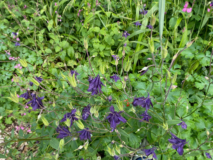 Wilde Akelei (Höhe 70 cm) - Aquilegia vulgaris