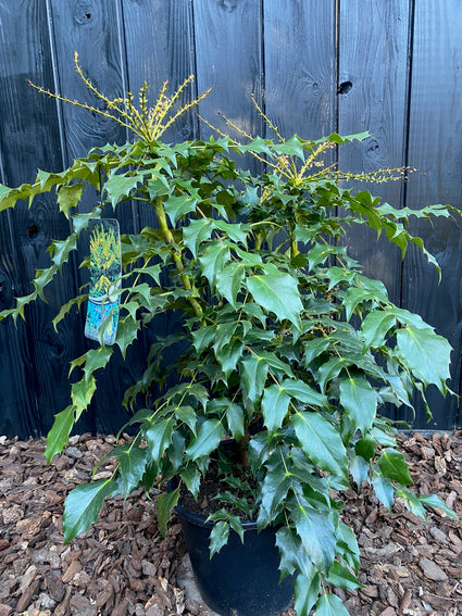 Mahonienstrauch - Mahonia japonica 'Hivernant'