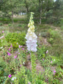 Fingerhut - Digitalis purpurea 'Alba' Fingerhut - Digitalis purpurea 'Alba'