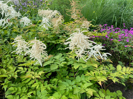 Plume Spirea (Weiß) - Astilbe 'Deutschland' TIPP