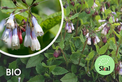 Bio-Beinwell - Symphytum grandiflorum 'Wisley Blue'