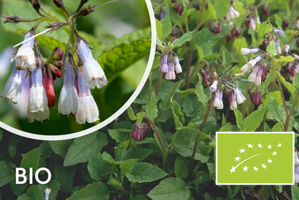 Bio-Beinwell - Symphytum grandiflorum 'Wisley Blue'