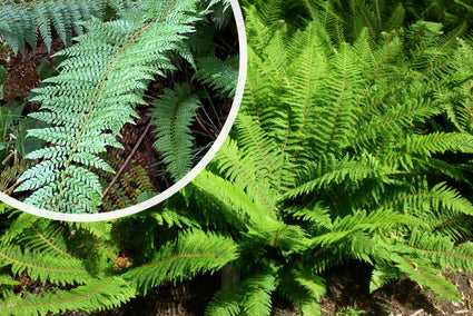 Weicher Nadelfarn (Wintergrün) - Polystichum setiferum