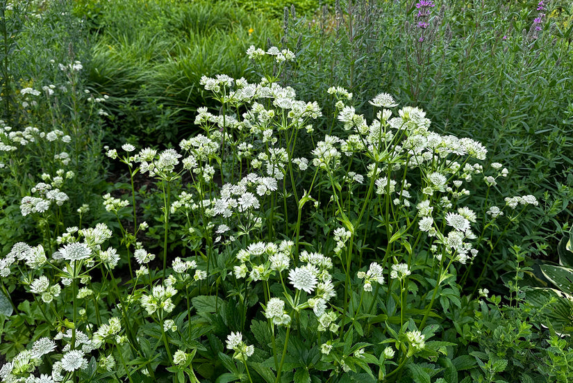 Zeeland-Knopf (weiß) - Astrantia major 'Shaggy' Zeeland-Knopf (weiß) - Astrantia major 'Shaggy'