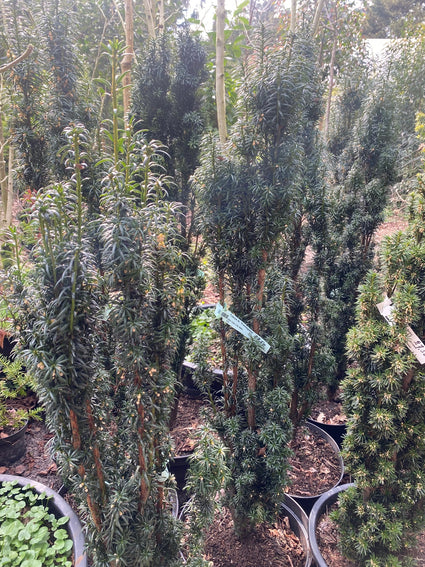 Grüne Eibe - Taxus baccata 'Fastigiata' (Säulenform)
