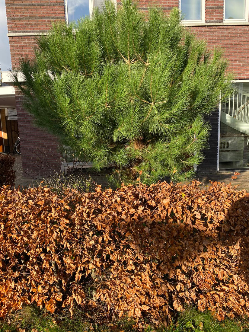 winterbeeld beukenhaag winterbeeld beukenhaag