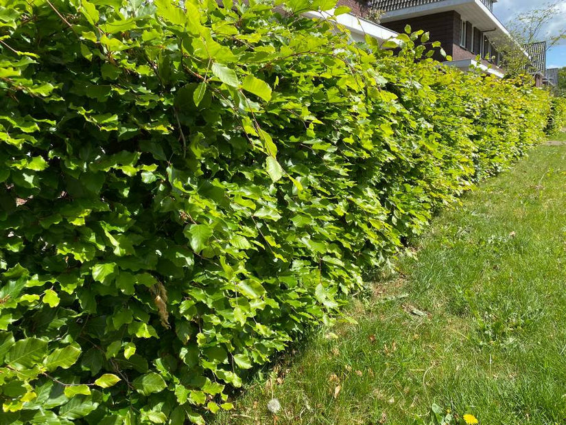 Beukenhaag klantfoto Beukenhaag klantfoto