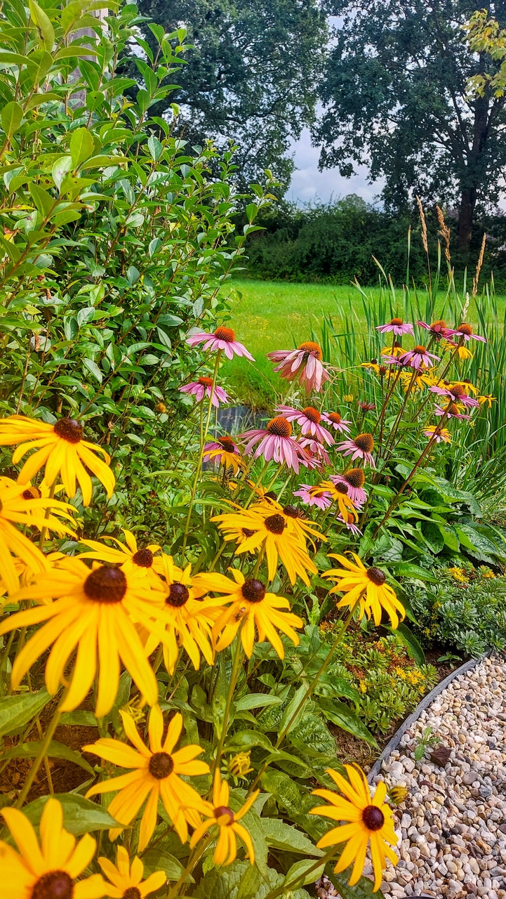 15 m2 Borderpakket Dries in combinatie met 4 m2 Borderpakket Saar 15 m2 Borderpakket Dries in combinatie met 4 m2 Borderpakket Saar