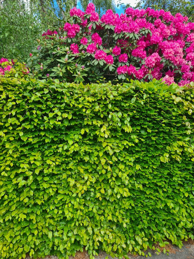 klantfoto beuken haag klantfoto beuken haag