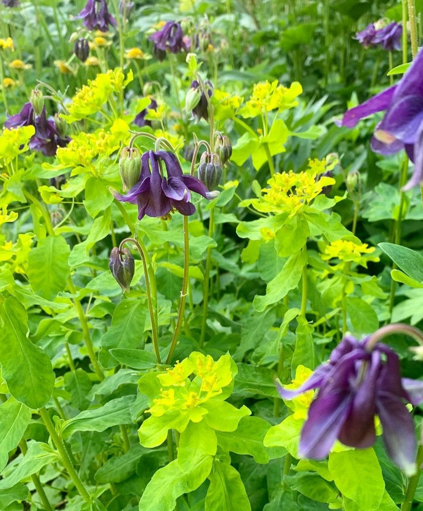 Akelei tuinplanten paars kleibodem Akelei tuinplanten paars kleibodem