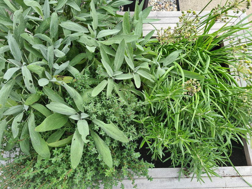 Eetbaar borderpakket tuinkruiden Eetbaar borderpakket tuinkruiden