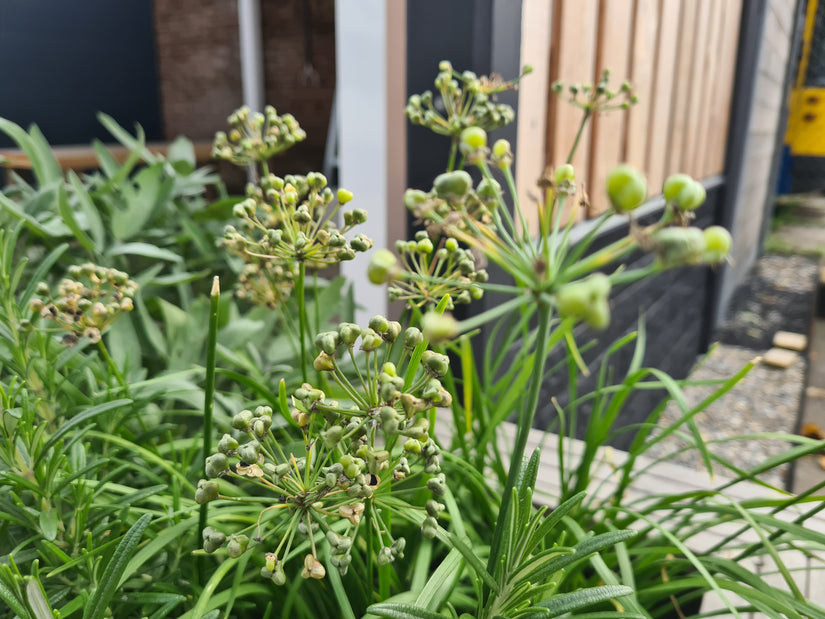 Bieslook tuinkruiden pakket borderpakket eetbaar Bieslook tuinkruiden pakket borderpakket eetbaar