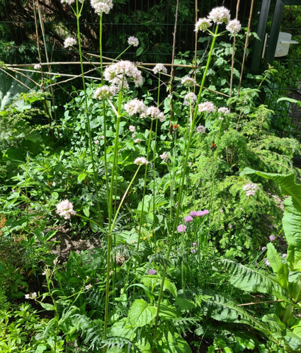 Echte valeriaan 'Alba'