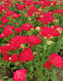 Achillea Paprika - Gewoon Duizendblad Achillea Paprika - Gewoon Duizendblad
