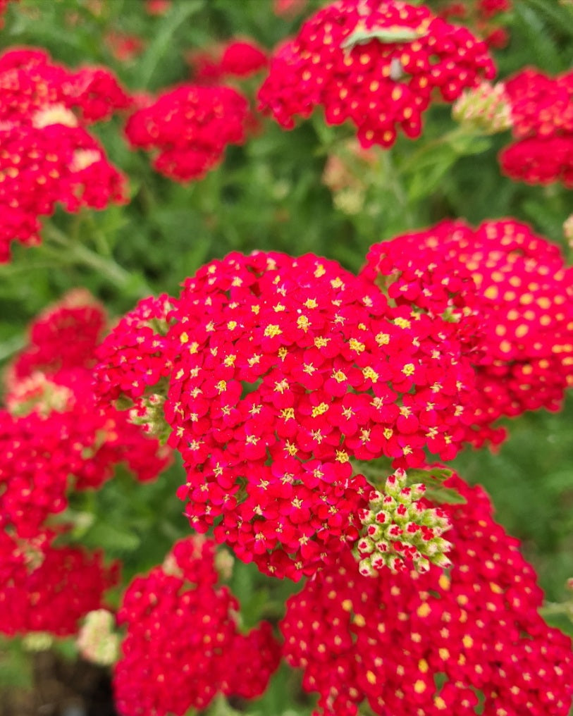 Knallende bloemen van de Achillea Paprika Knallende bloemen van de Achillea Paprika