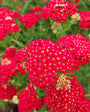 Knallende bloemen van de Achillea Paprika Knallende bloemen van de Achillea Paprika