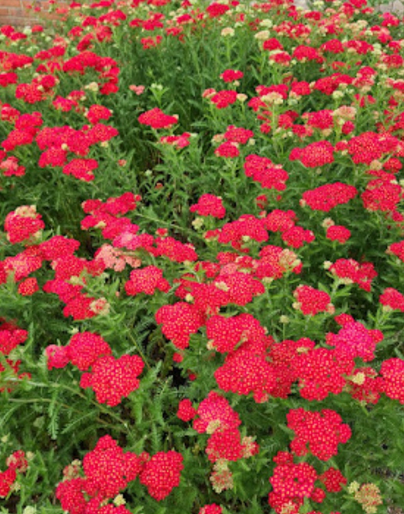 Gewone Duizendblad in bloei Gewone Duizendblad in bloei