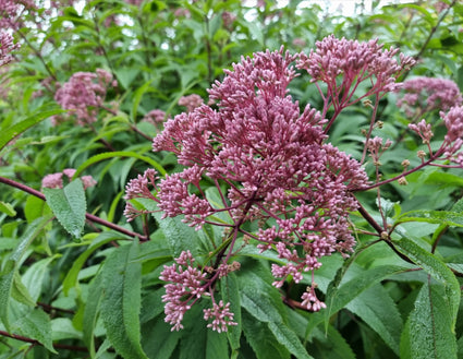 koninginnekruid - close up