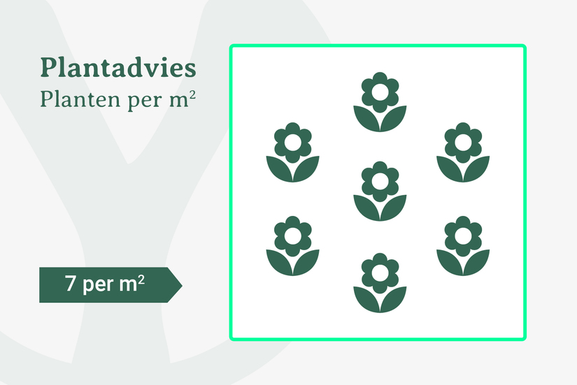7 planten per m2 7 planten per m2