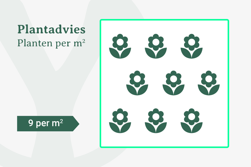 9 Planten per m2  9 Planten per m2