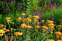 Achillea 'Terracotta' duizendblad planten Achillea 'Terracotta' duizendblad planten