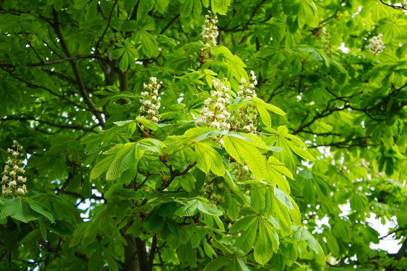 Aesculus-hippocastanum.jpg Aesculus-hippocastanum.jpg