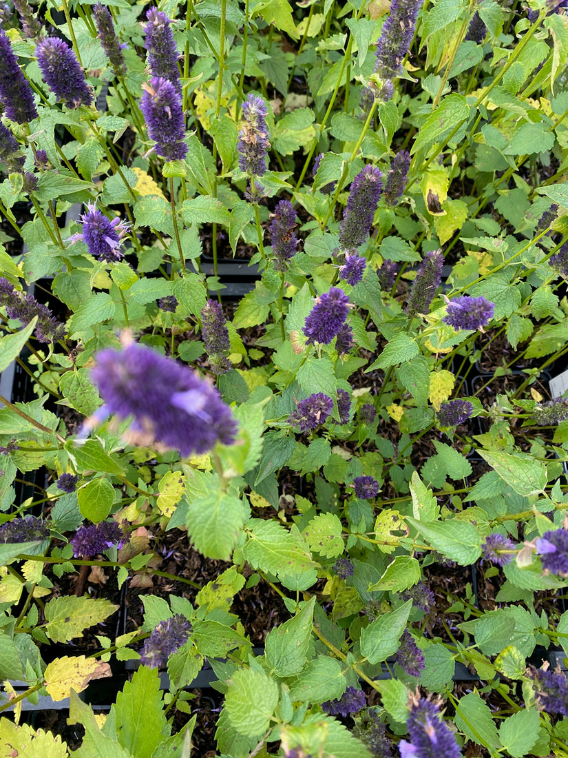 Agastache 'Black Adder' aarvormige bloeiwijze Agastache 'Black Adder' aarvormige bloeiwijze