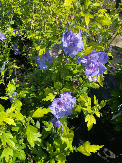 Althaeastruik - Hibiscus syriacus 'Blue Chiffon' (Notwood3)