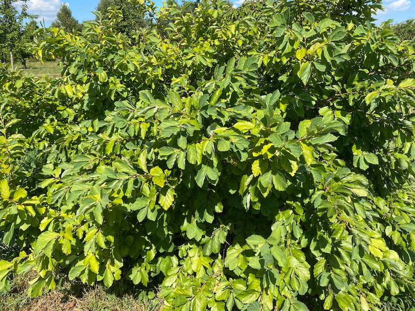 Amerikaanse-toverhaZelaar-struik.jpg Amerikaanse-toverhaZelaar-struik.jpg