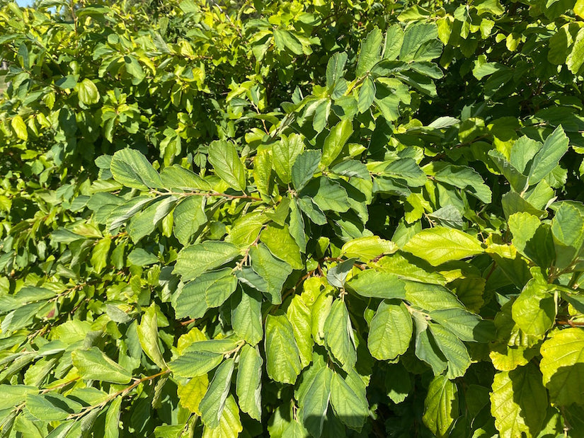 Amerikaanse-toverhaZelaar.jpg Amerikaanse-toverhaZelaar.jpg