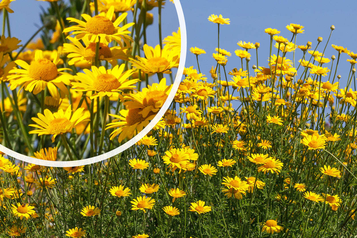 Gelbe Kamille Anthemis Tinctoria Pflanze Gelbe Kamille Anthemis Tinctoria Pflanze